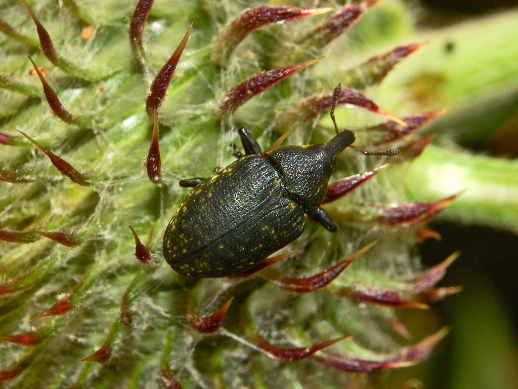 Un Curculionide da identificare: Larinus